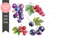 Assorted berries clipart png Product Image 1