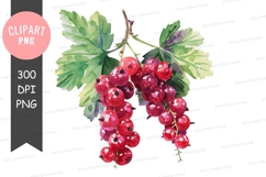 Clipart png of red currants Product Image 1