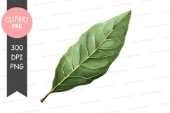 Single green leaf clipart png Product Image 1