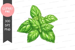 Fresh basil leaves clipart png Product Image 1