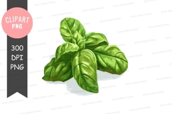 Fresh basil leaves clipart png Product Image 1