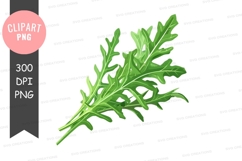 Fresh arugula leaf clipart png Product Image 1