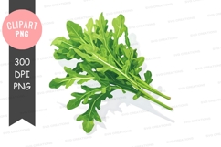 Fresh arugula leaves clipart png Product Image 1