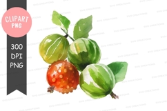 Watercolor illustration of gooseberries Product Image 1