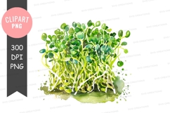 Watercolor illustration of fresh alfalfa sprouts Product Image 1
