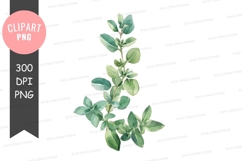 Eucalyptus leaves clipart png Product Image 1