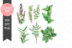 Herbs collection clipart png Product Image 1