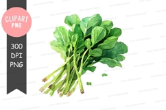 Fresh green leafy vegetables clipart png Product Image 1