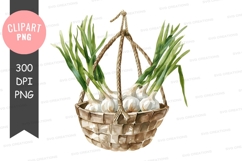 Freshly picked garlic in a basket Product Image 1