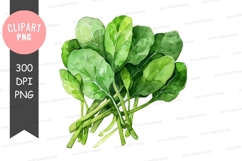 Fresh spinach leaves clipart png Product Image 1