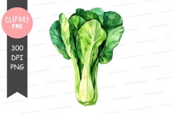 Fresh bok choy clipart png Product Image 1
