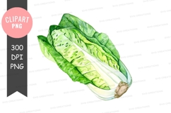 Fresh lettuce clipart png Product Image 1