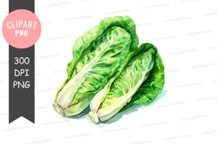 Fresh lettuce leaves clipart png Product Image 1