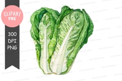 Fresh bok choy clipart png Product Image 1