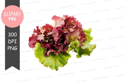 Fresh lettuce leaves clipart png Product Image 1