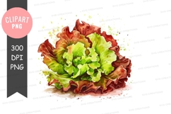 Fresh lettuce clipart png Product Image 1