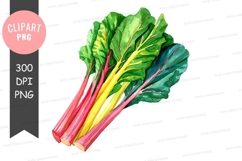 Vibrant swiss chard clipart png Product Image 1