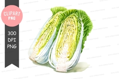 Fresh napa cabbage clipart png Product Image 1