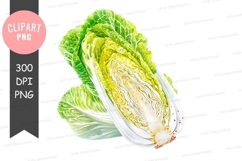 Fresh napa cabbage clipart png Product Image 1