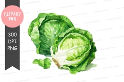 Fresh green cabbage clipart png Product Image 1