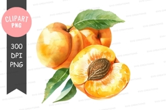 Fresh apricots clipart png Product Image 1
