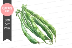 Green beans clipart png Product Image 1