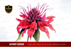 Vibrant poinsettia clipart png Product Image 1