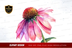 Pink coneflower Product Image 1