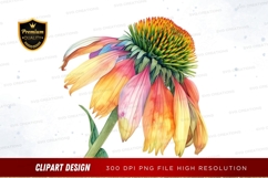 Vibrant coneflower clipart png Product Image 1