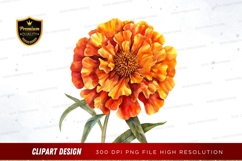 Vibrant orange marigold flower Product Image 1