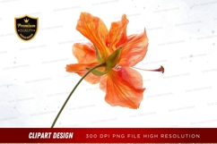 Vibrant orange flower clipart png Product Image 1