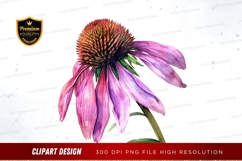 Vibrant purple coneflower Product Image 1