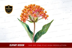 Orange milkweed flower clipart png Product Image 1