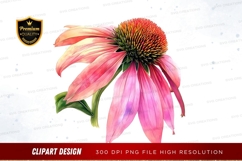 Vibrant pink coneflower Product Image 1