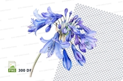 Blue agapanthus flower clipart png Product Image 1
