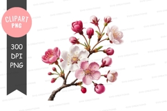 Cherry blossom branch clipart png Product Image 1