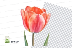 Vibrant tulip clipart png Product Image 1