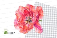 Vibrant tulip clipart png Product Image 1