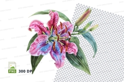Stargazer lily clipart png Product Image 1