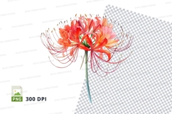 Vibrant red spider lily Product Image 1