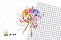 Colorful spider lilies clipart png Product Image 2