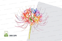 Colorful spider lily clipart png Product Image 2