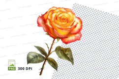 Beautiful bicolor rose Product Image 1