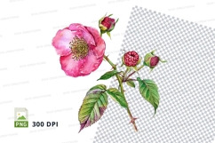 Pink rose with raspberry buds clipart png Product Image 1