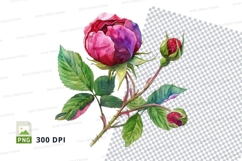 Watercolor rose illustration Product Image 1