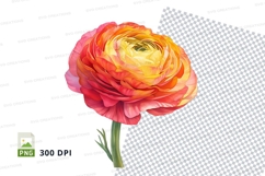 Vibrant ranunculus flower clipart png Product Image 1