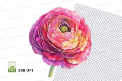 Vibrant ranunculus flower clipart png Product Image 1