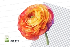 Vibrant ranunculus flower Product Image 1