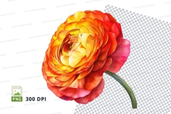 Vibrant ranunculus flower Product Image 1