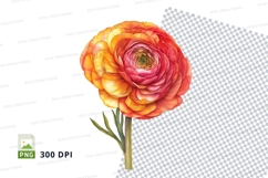 Vibrant ranunculus flower clipart png Product Image 1